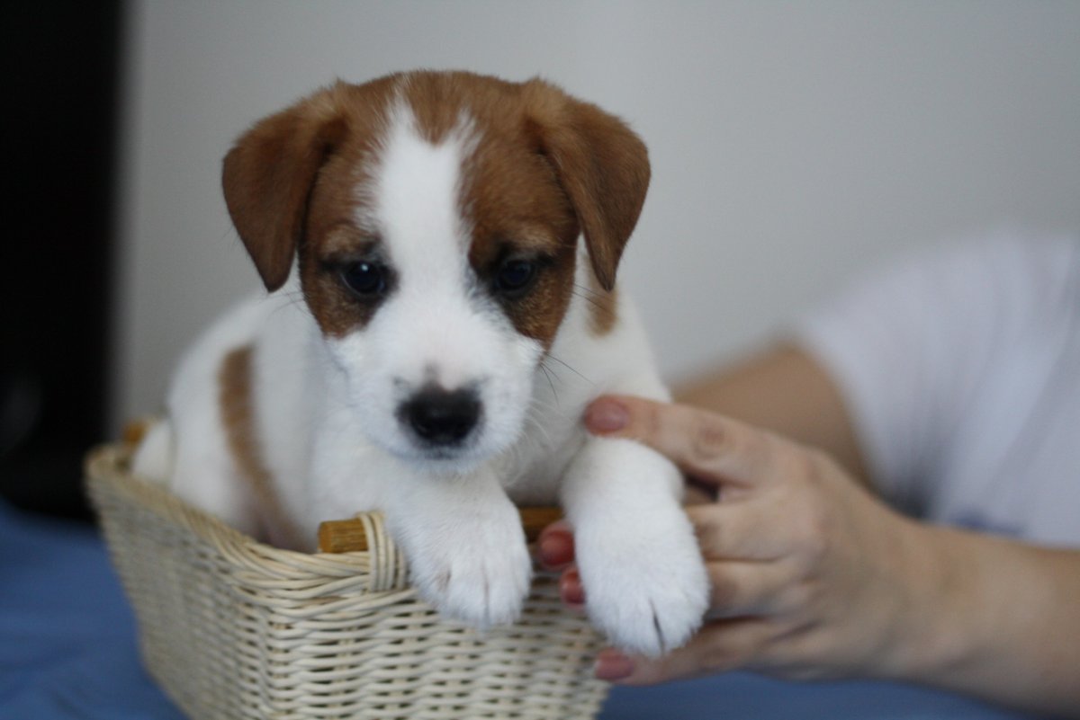 Брокен Рассел терьер