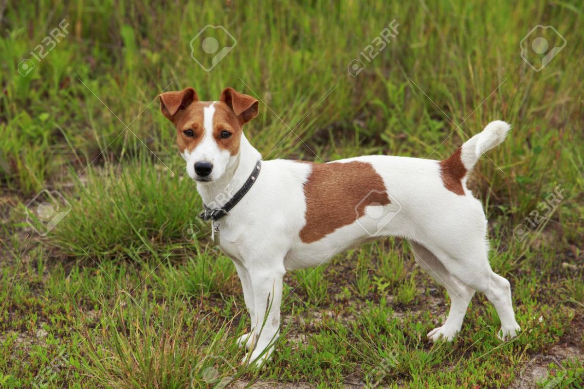 Джек Рассел Брокен