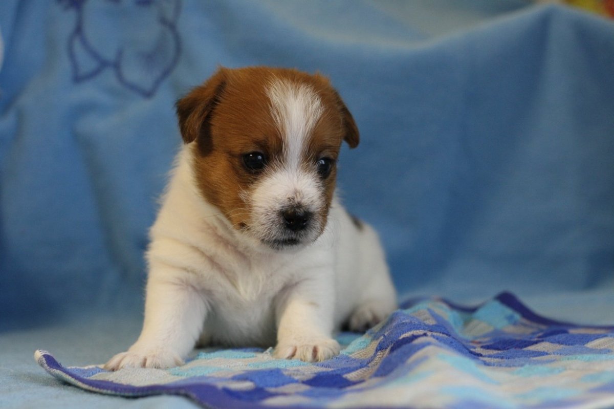 Щенки Джек ра села Брокен