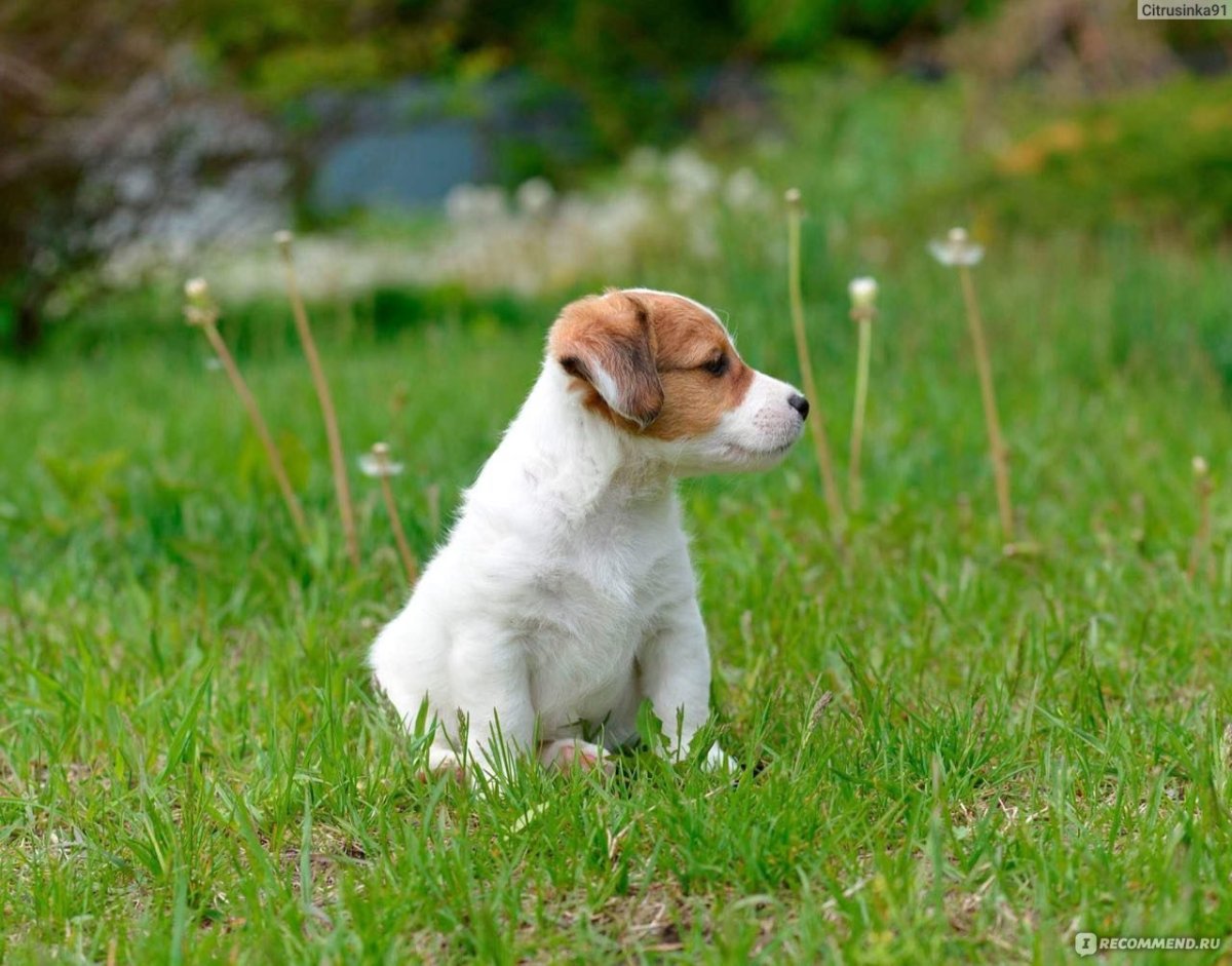 Джек-Рассел-терьер Бровн