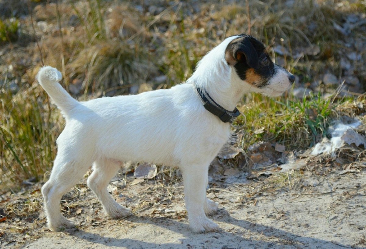 Парсон Рассел терьер Брокен