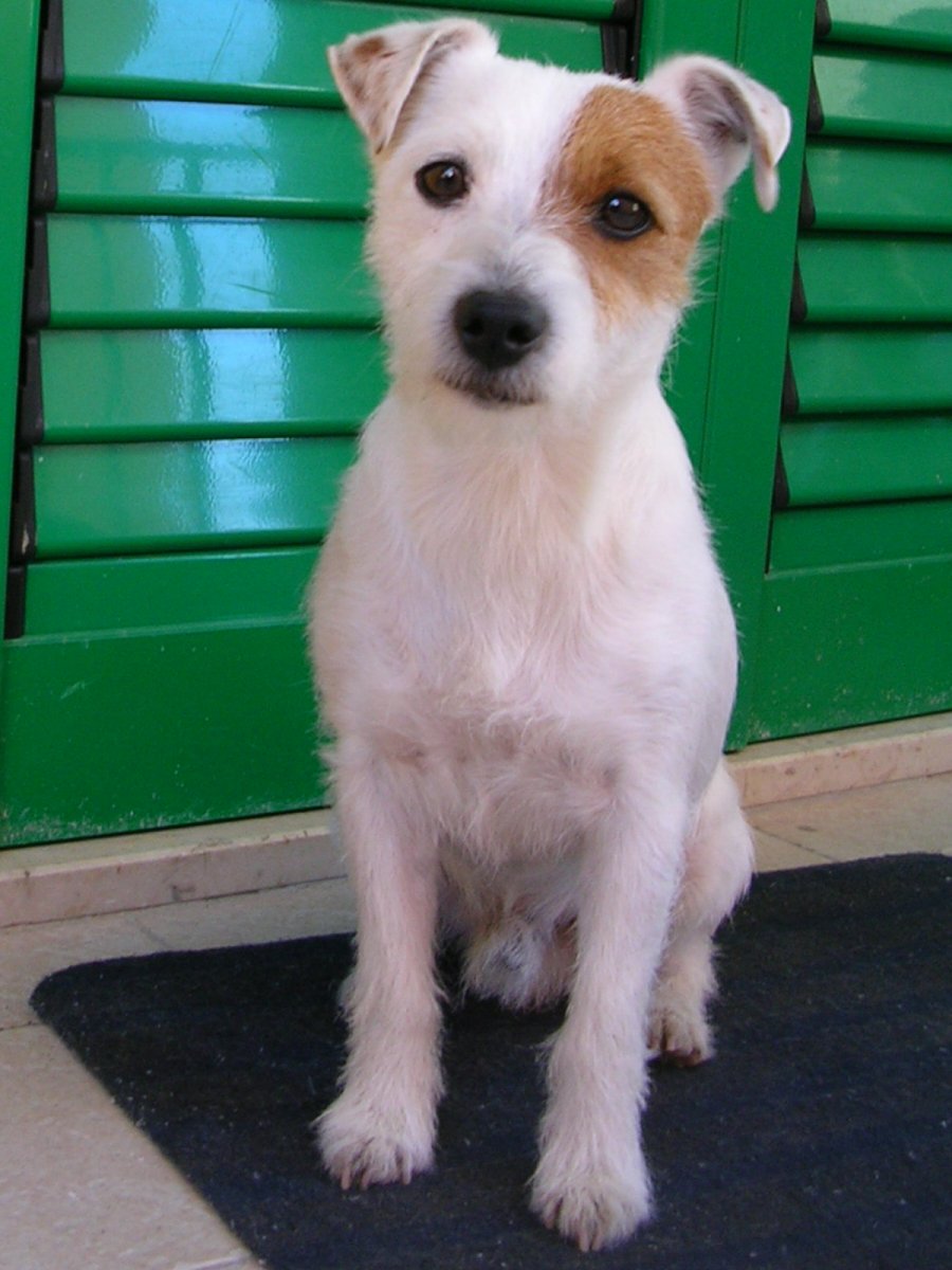 Джек-Рассел-терьер Триколор