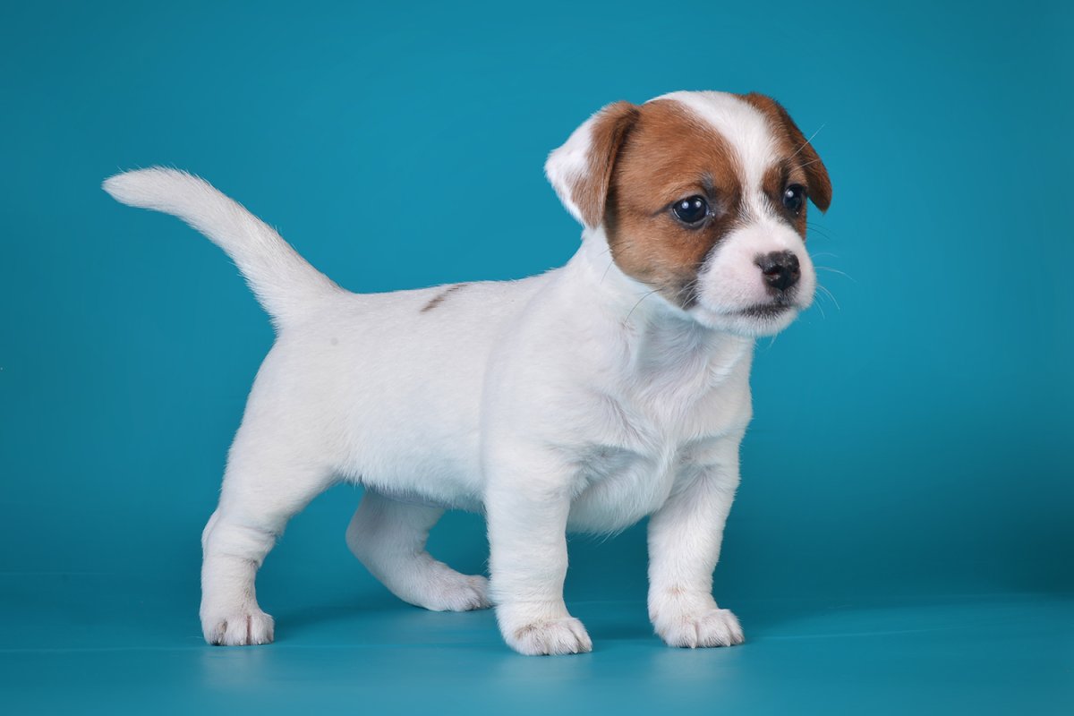 Джек Рассел Брокен девочка