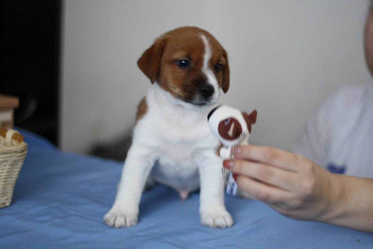 Джек-Рассел-терьер Брокен