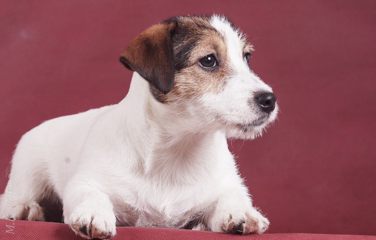 Джек-Рассел-терьер Брокен щенок