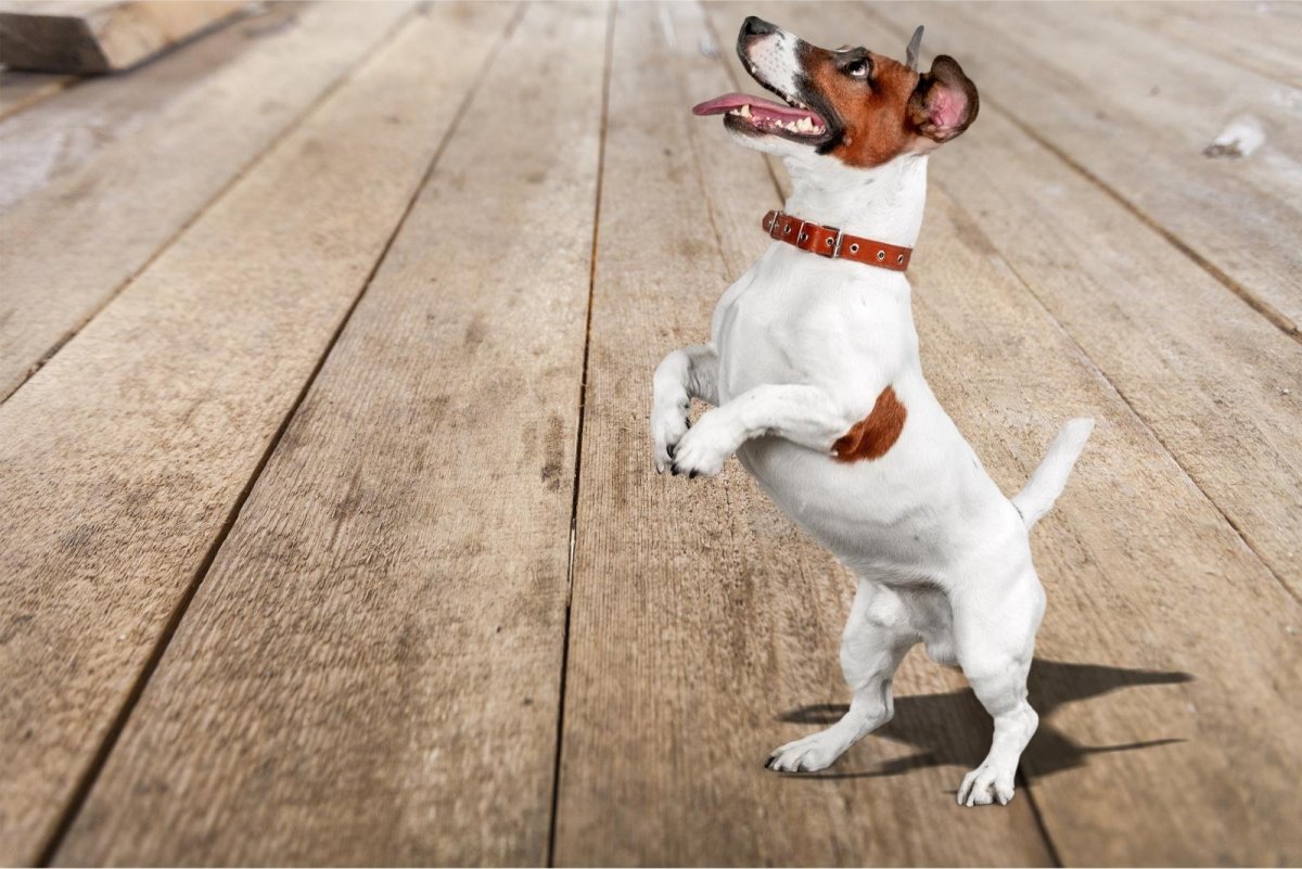 Щенки Light broken