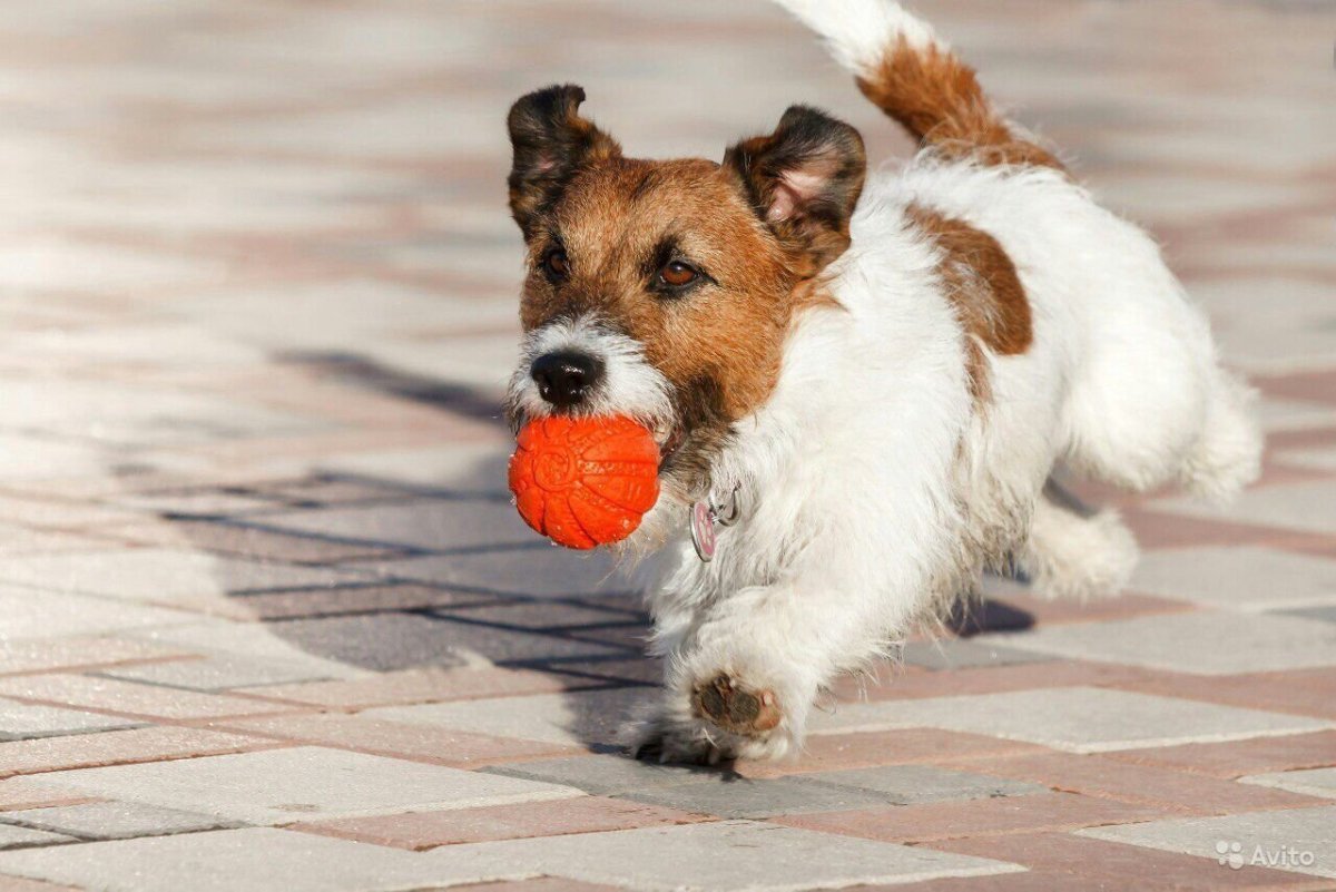 Джек Ричер собака