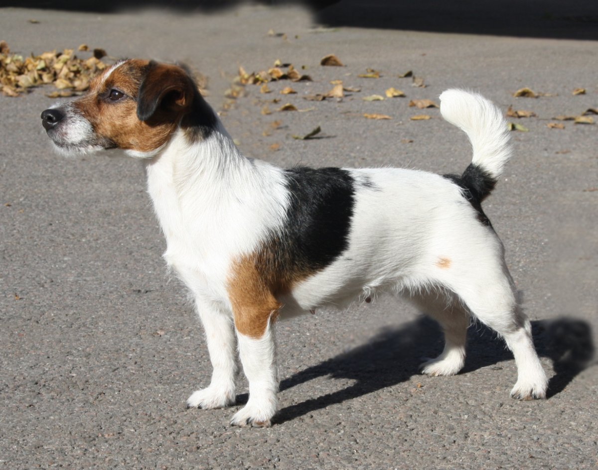 Тримминг Джек Рассел терьера