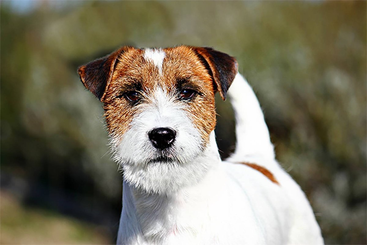 Shelsi Lucki Overtime Джек Расселл