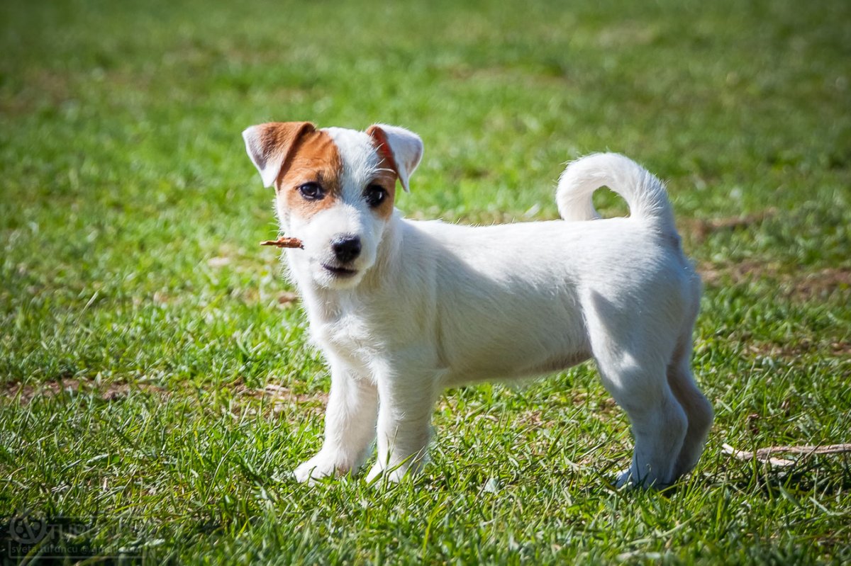 Джек Рассел Брокен