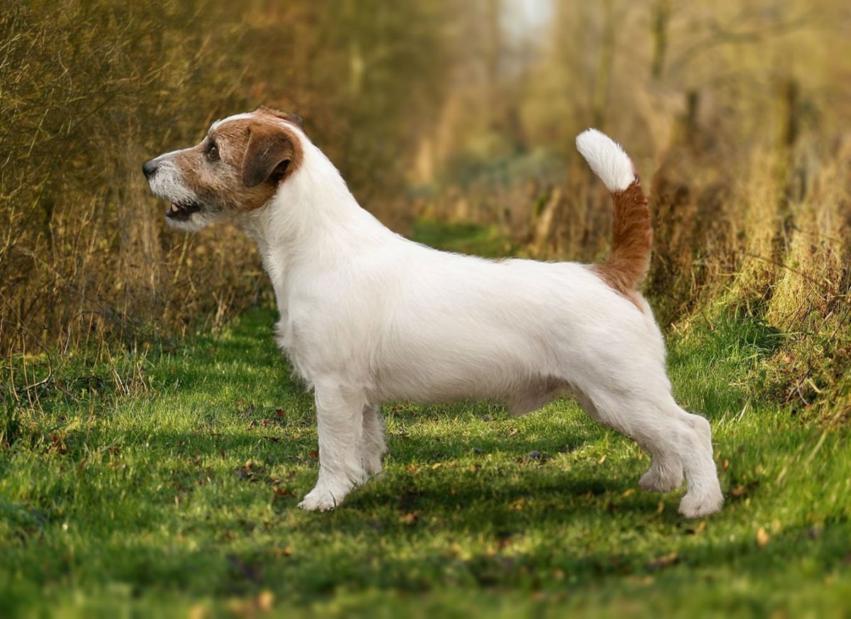 Джек Брокен терьер