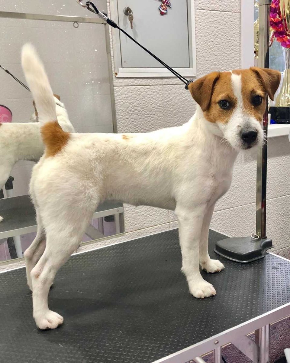 Стандарт Джек Рассел терьера РКФ