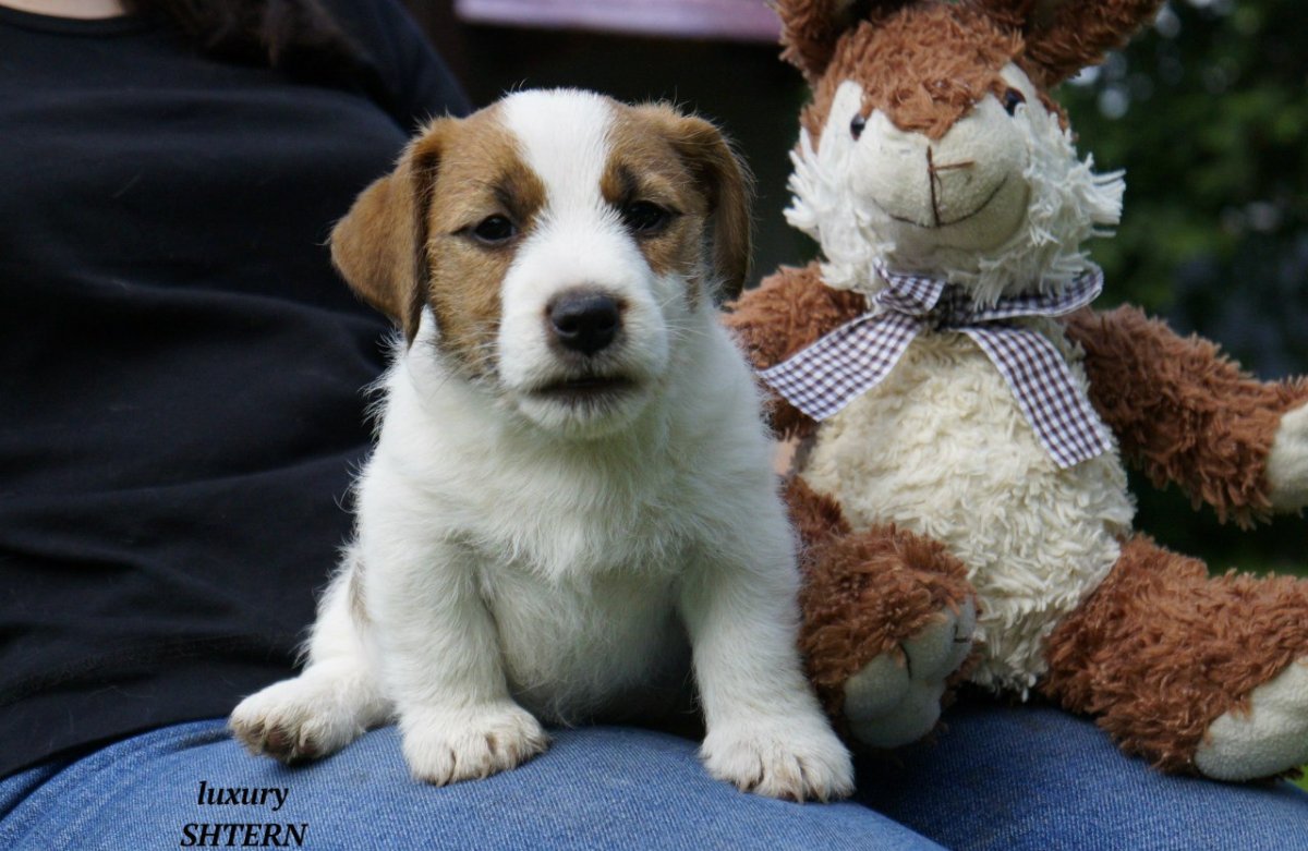 Джек Рассел с мячом