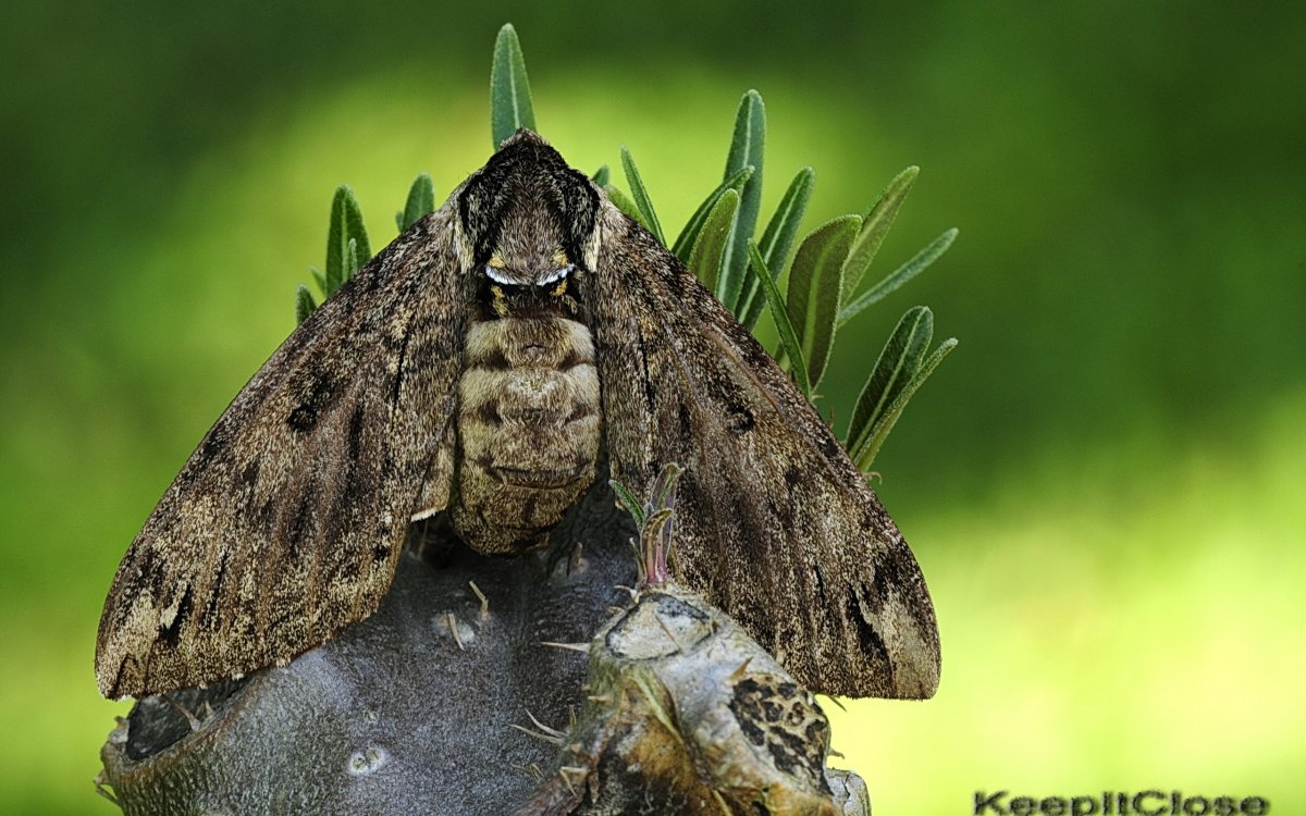 Гигантская моль