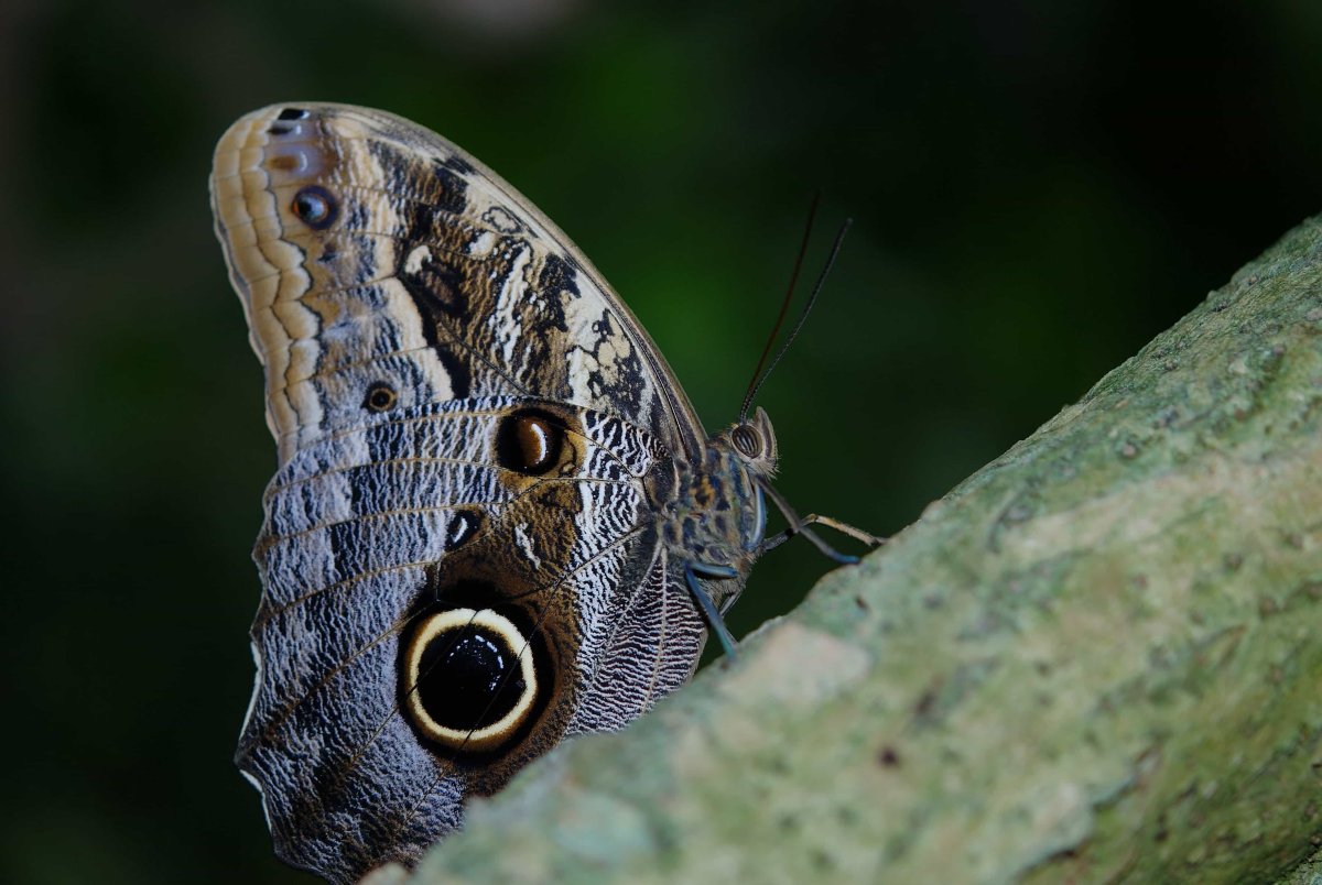 Бабочка Amphimoea walkeri