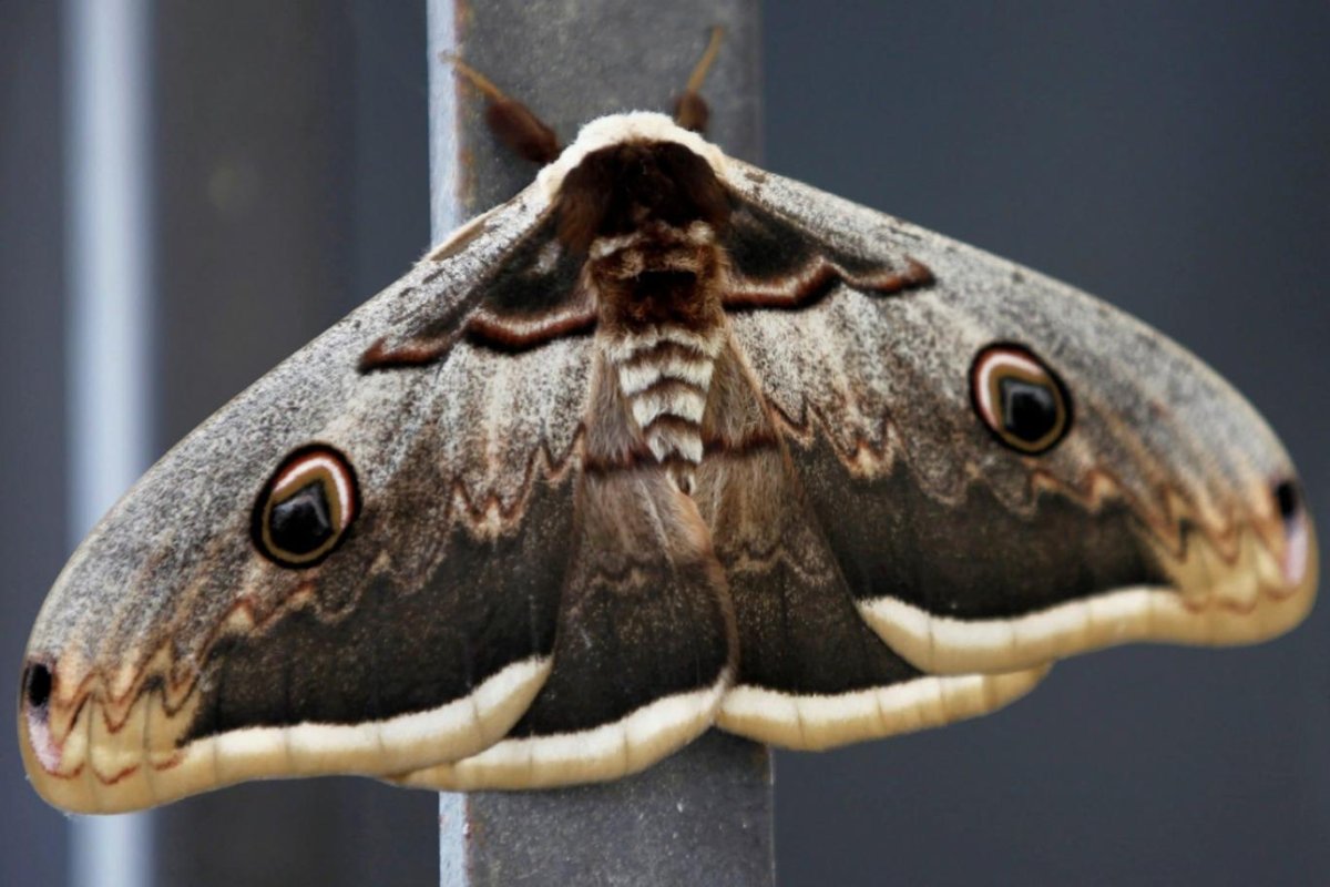 Ножки Regal Moth в близи