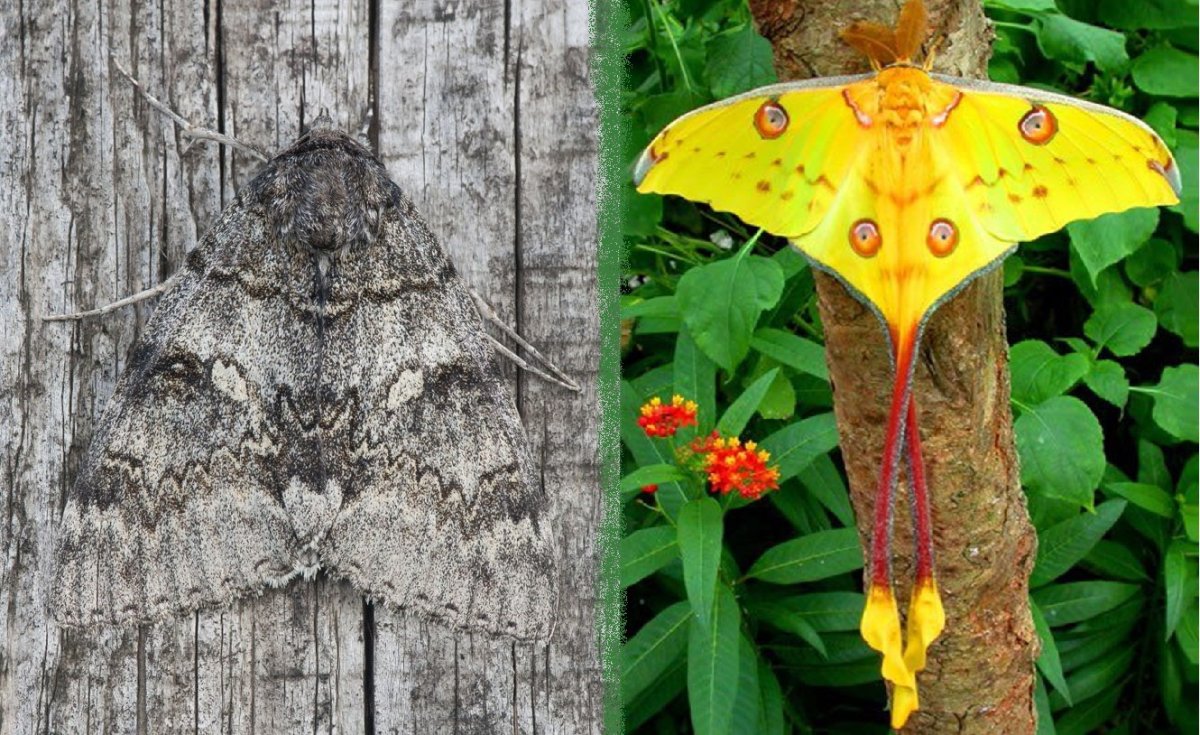 Серая бабочка