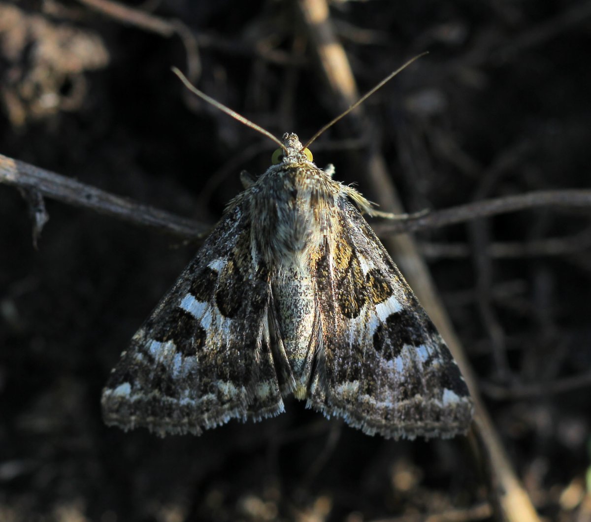 Hypercompe scribonia