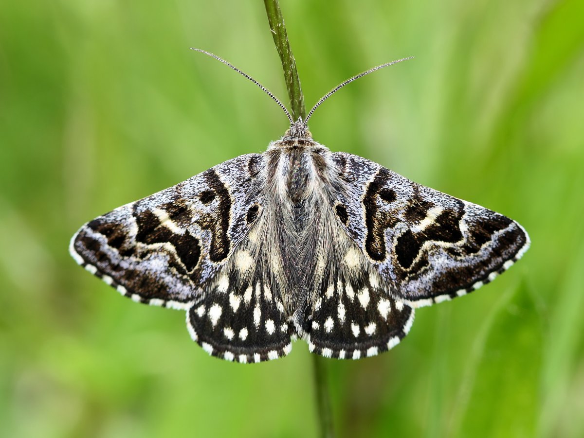 Миротворец мать бабочек