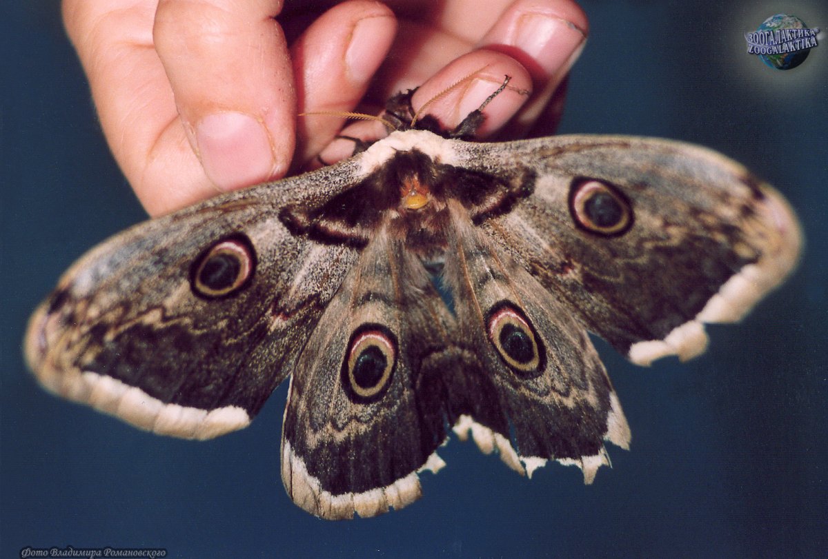 Павлиноглазка Грушевая бабочка