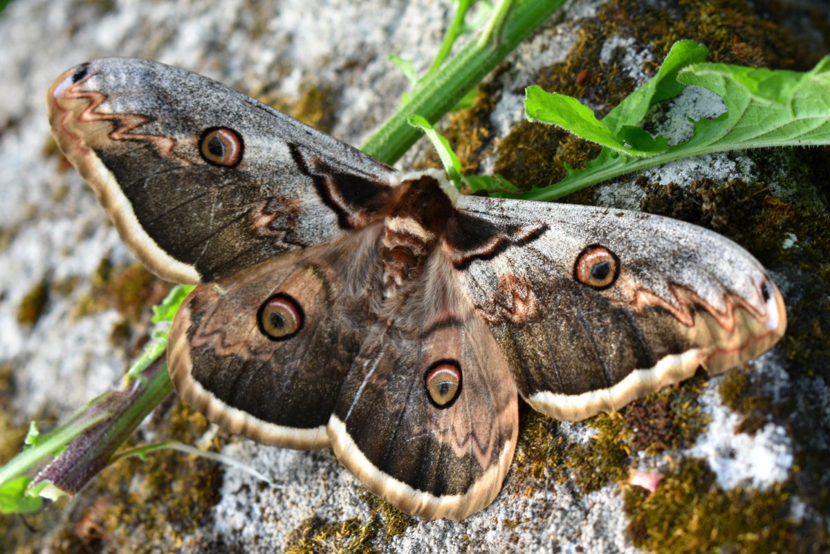 Бабочка Сатурния Павлиноглазка