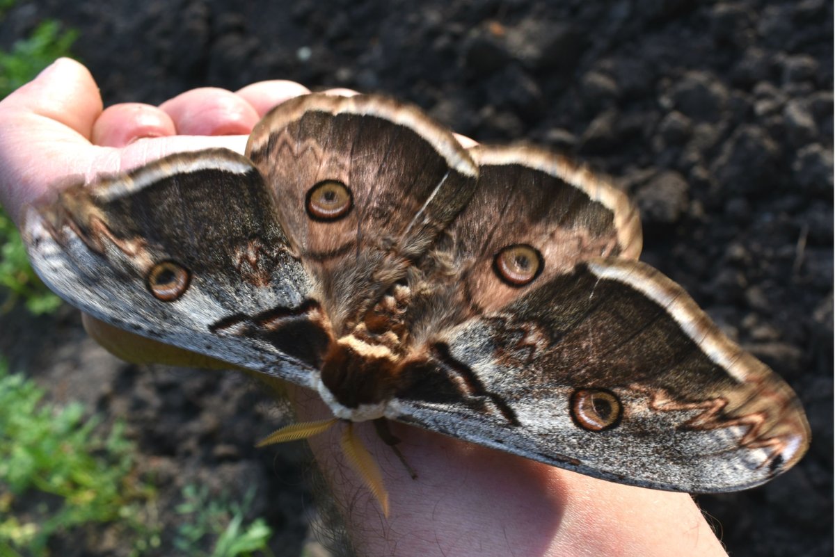 Павлиноглазка Грушевая большой ночной павлиний глаз