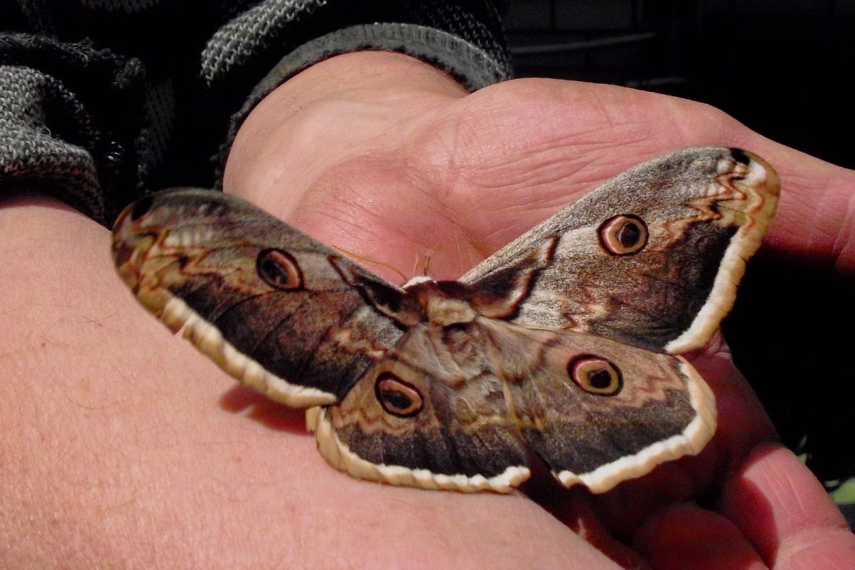 Cycle Butterfly Jack Hartmann