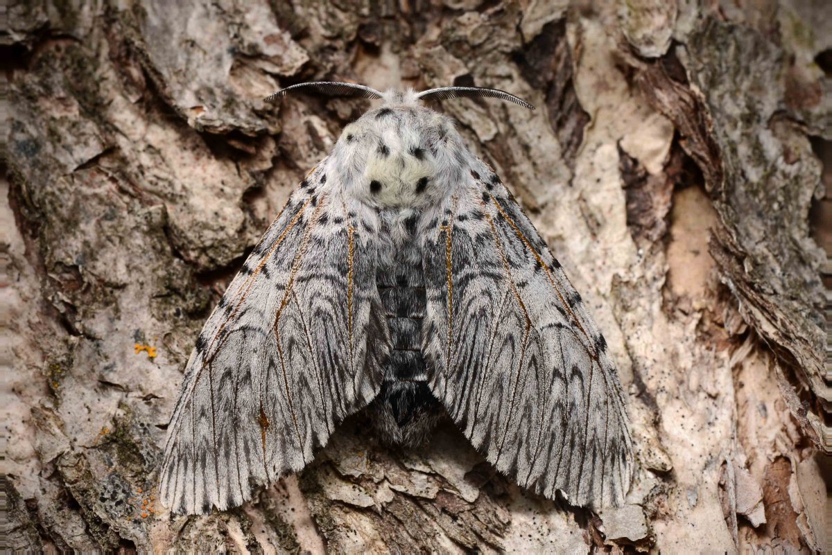Cerura vinula бабочка