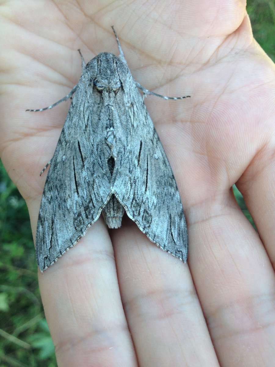 Серая бабочка