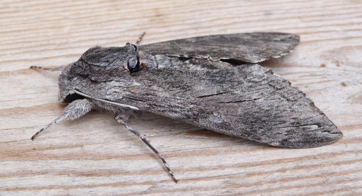 Большая ночная бабочка