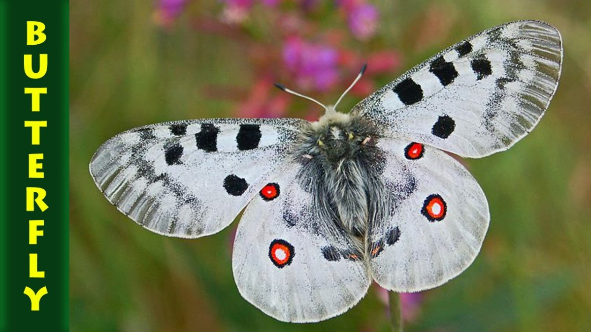 Бабочка Saturnia Pavonia