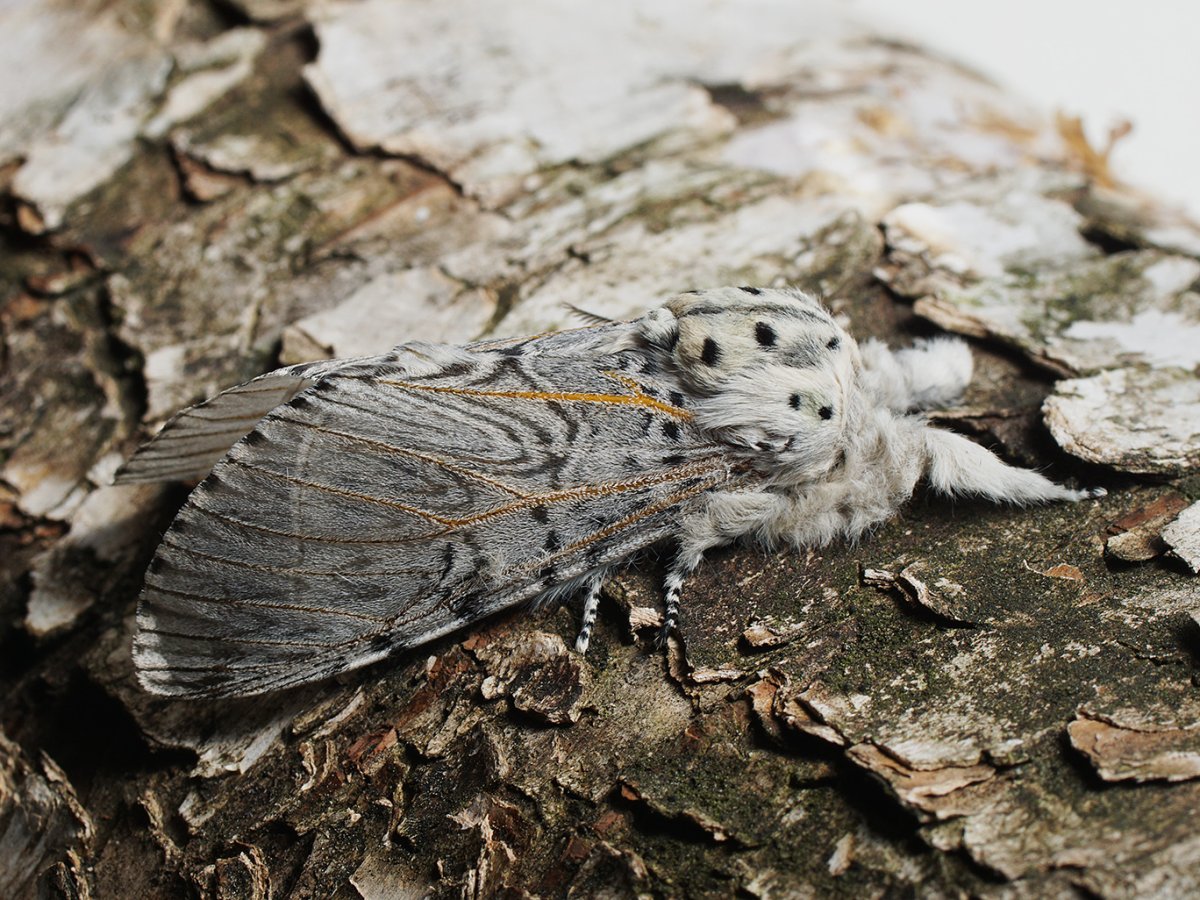 Серая бабочка вроде большой моли