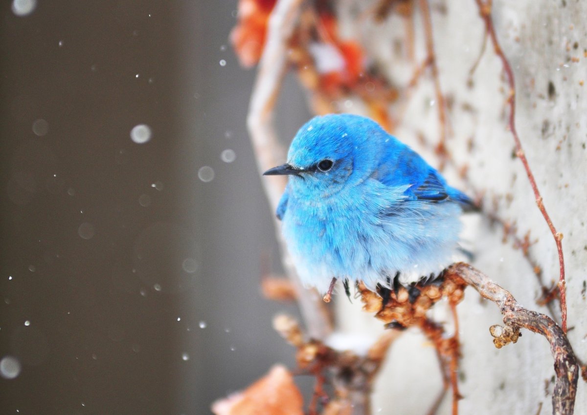 Голубая сиалия птица