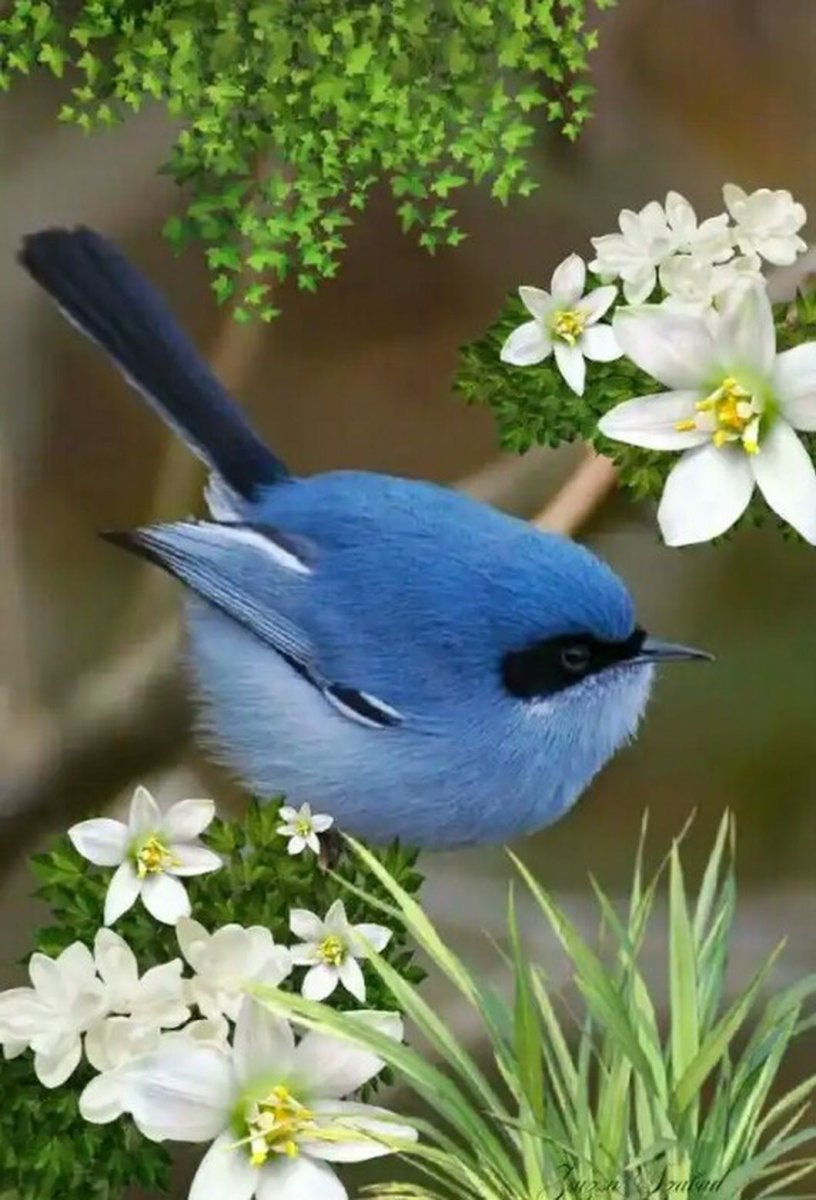 Красивые птички