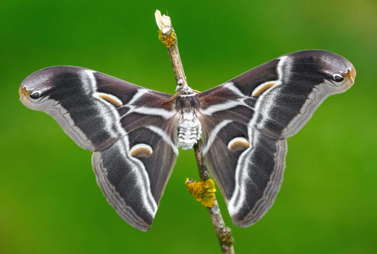 Айлантовый шелкопряд