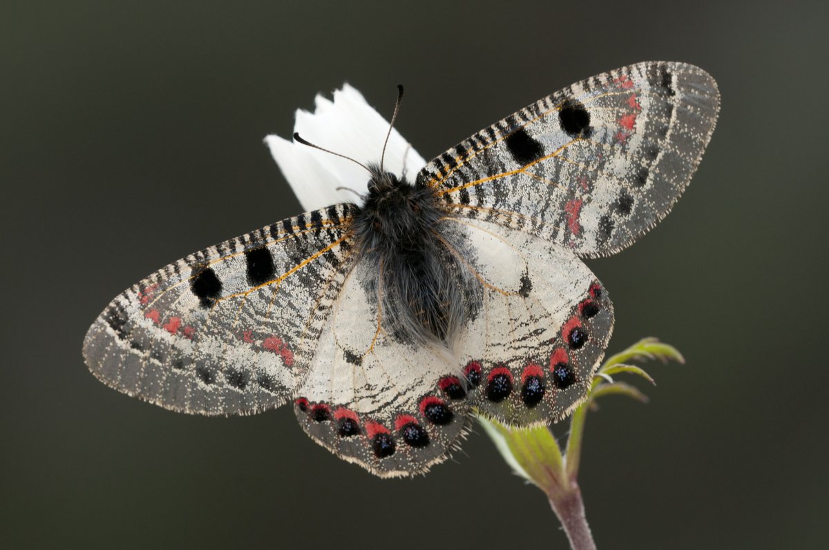 Серая бабочка