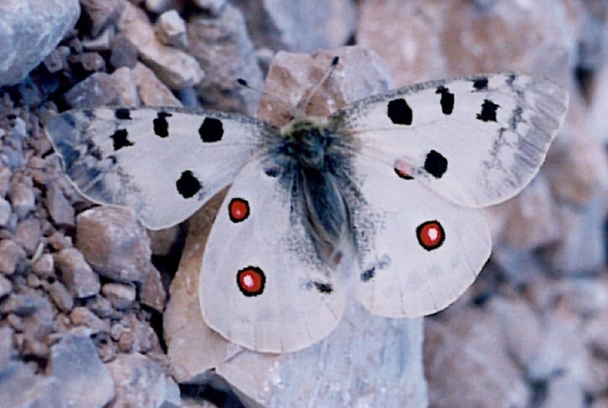 Мотылек Богонга