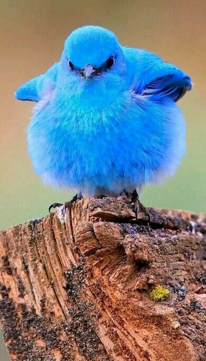 Blue Bird