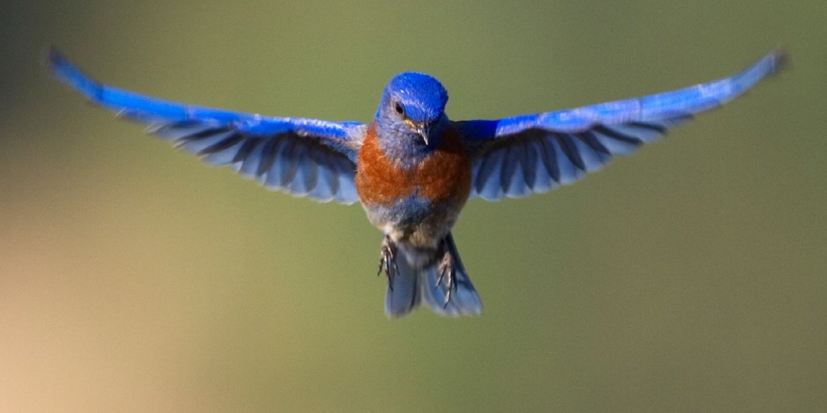 Восточная сиалия птица в полете