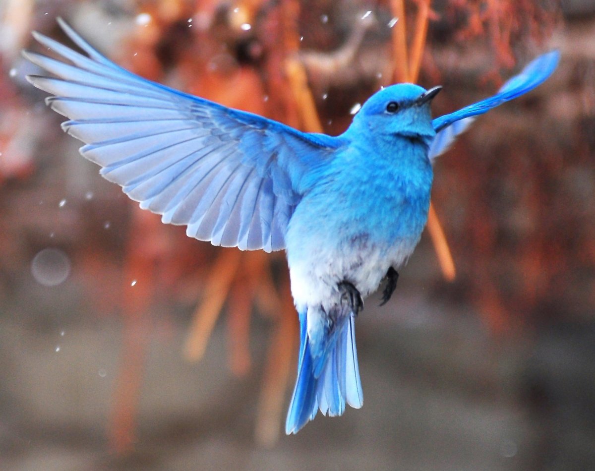 Голубая Горная сиалия