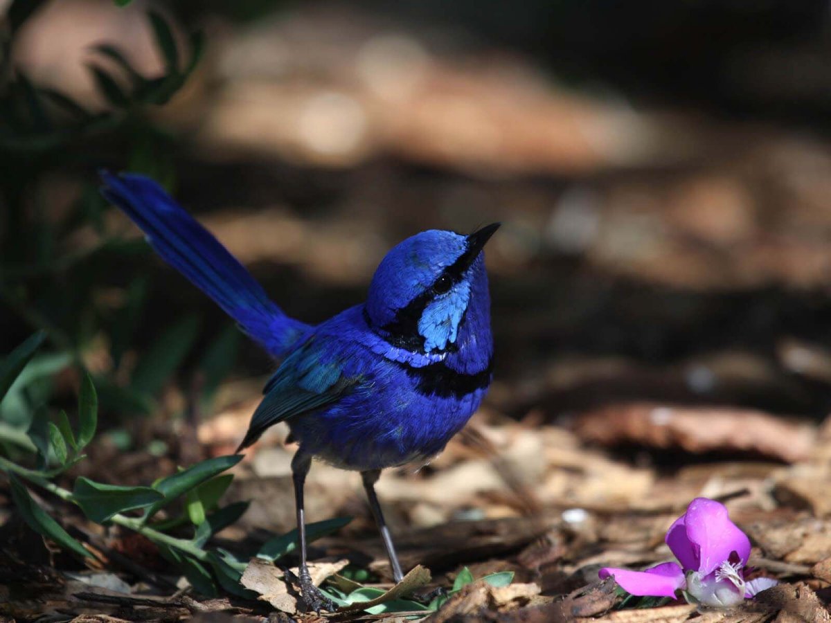 Лиловошапочный расписной малюр