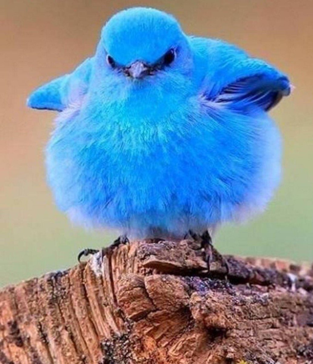 Маленькая птичка