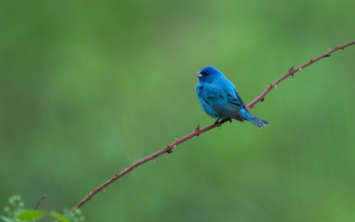 Фон синяя птица