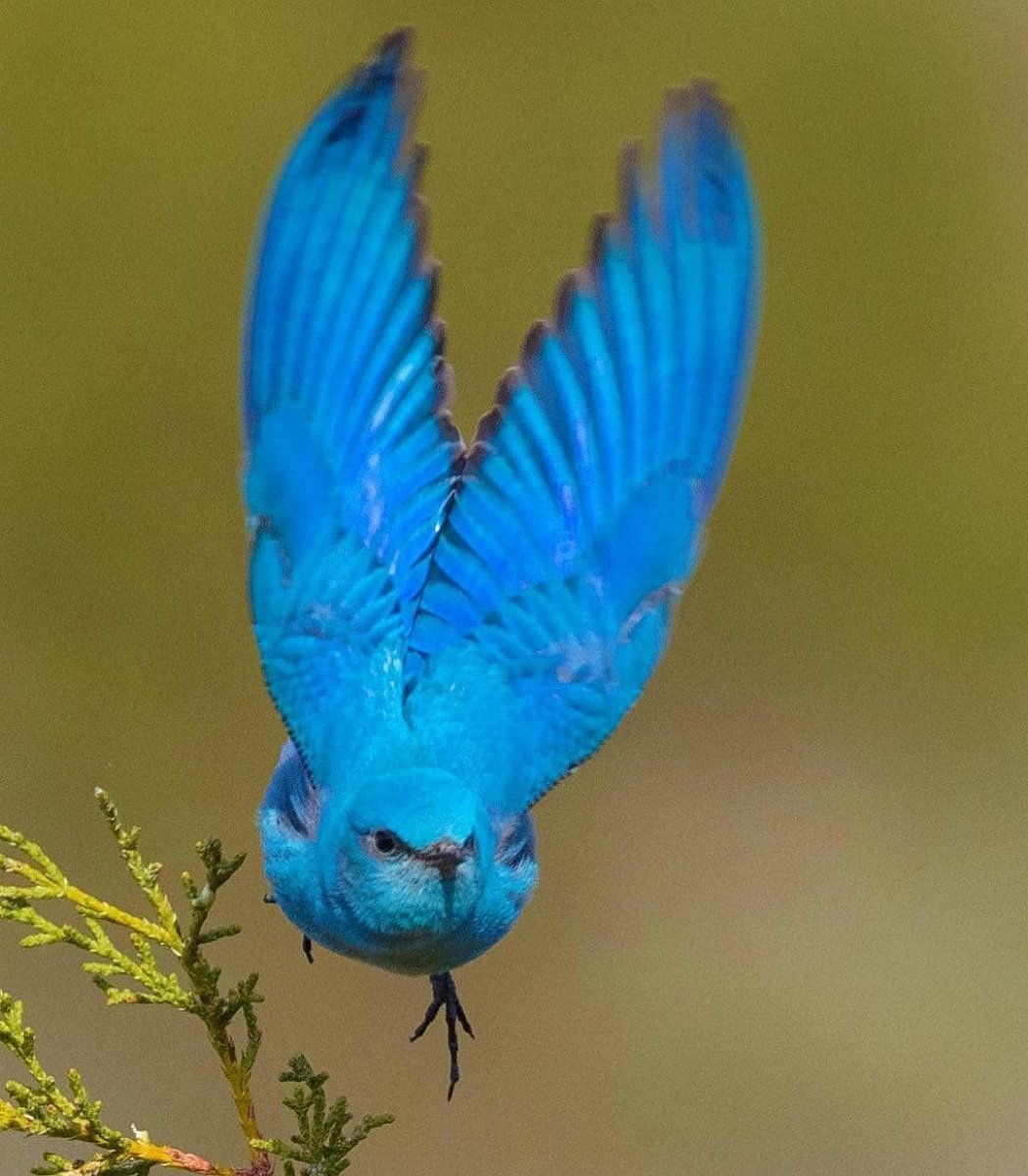 Голубая сиалия птица