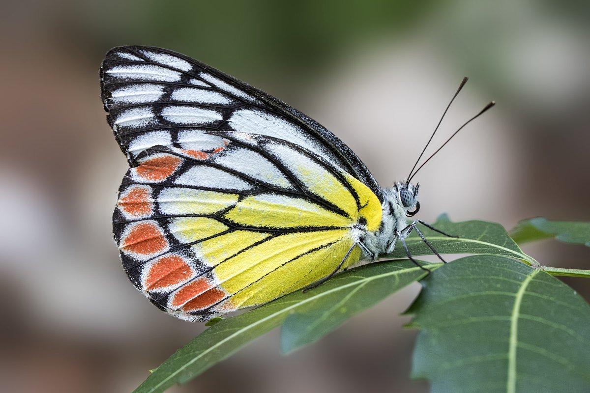 Чешуекрылые или бабочки Lepidoptera
