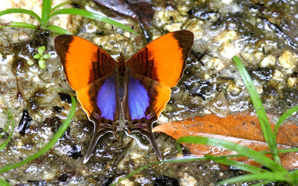 Тропические бабочки в Пантанал