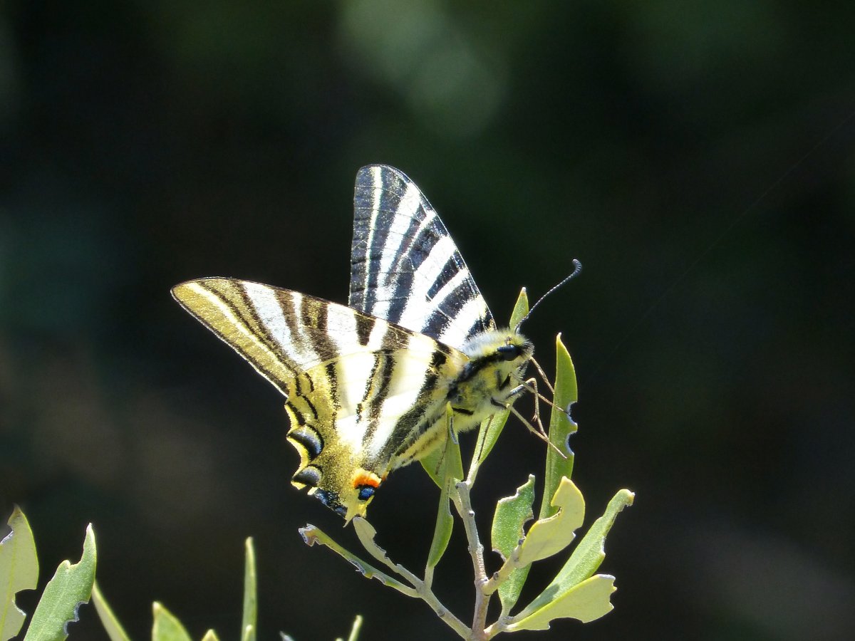Papilio Machaon