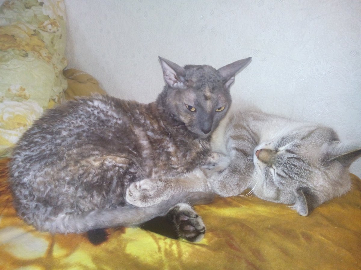 Донской сфинкс браш кучерявый