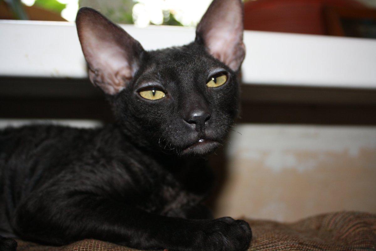 Сфинкс метис полосатый