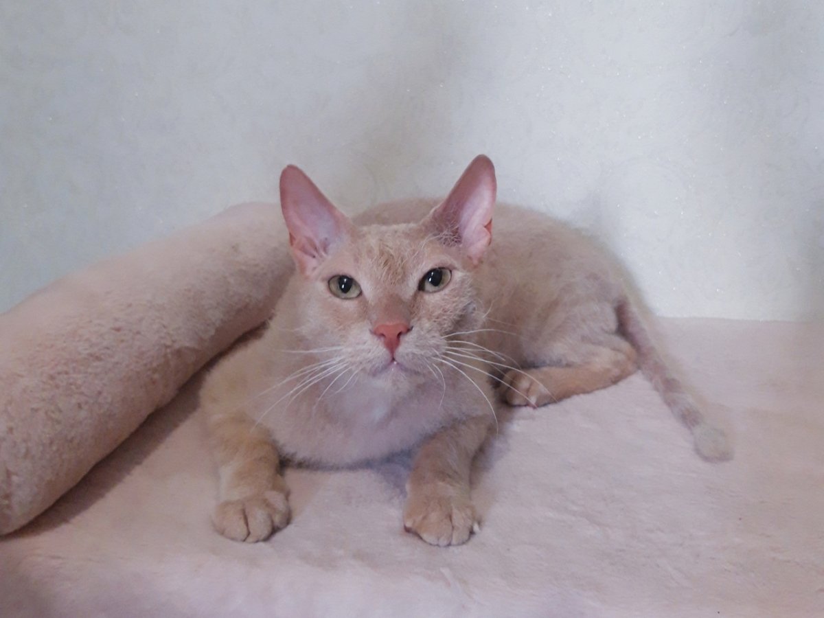 Сфинкс помесь с шерстяным